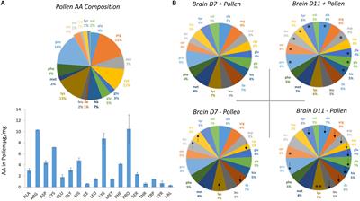 Pollen Alters Amino Acid Levels in the Honey Bee Brain and This Relationship Changes With Age and Parasitic Stress